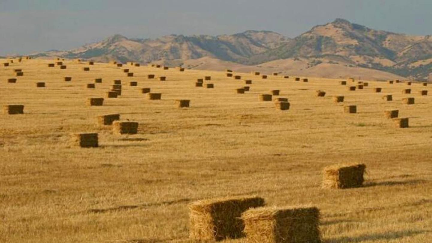 Солома - очень доступный материал для сушки зерна у любого фермера
