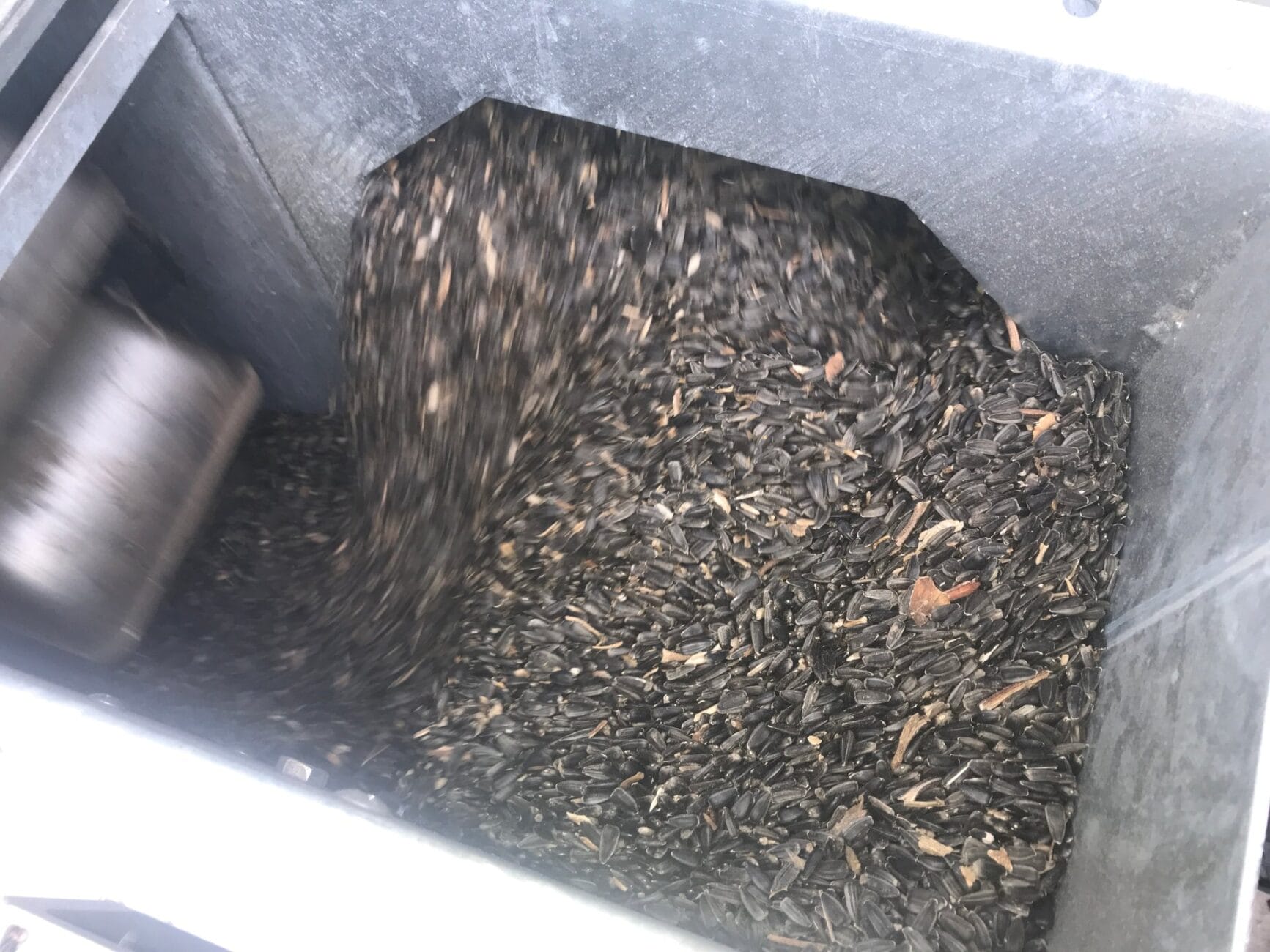 Выгрузка подсолнечника из зерносушилки в башмак ковшовой нории