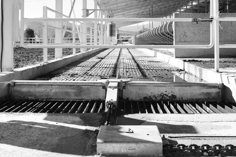 Цепные скребки для сбора бесподстилочного навоза.