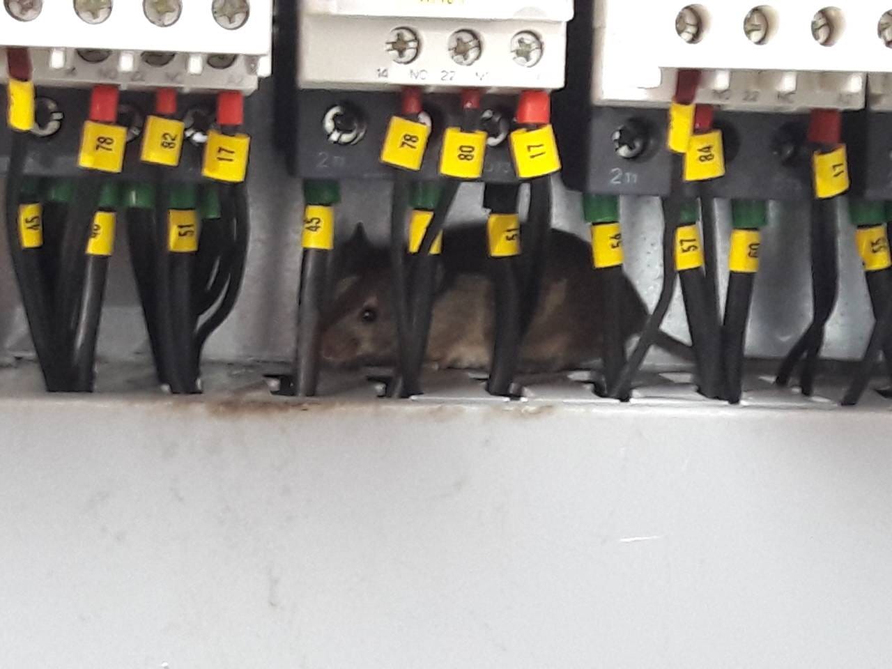 Мышь в электрическом шкафу управления элеватором