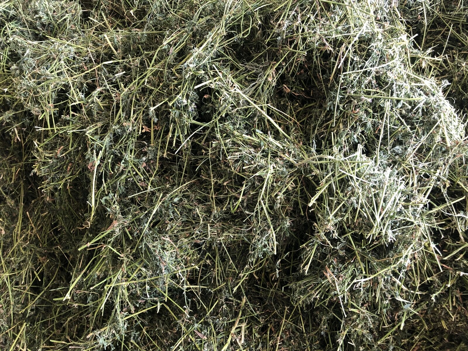 Высокое качество люцерны