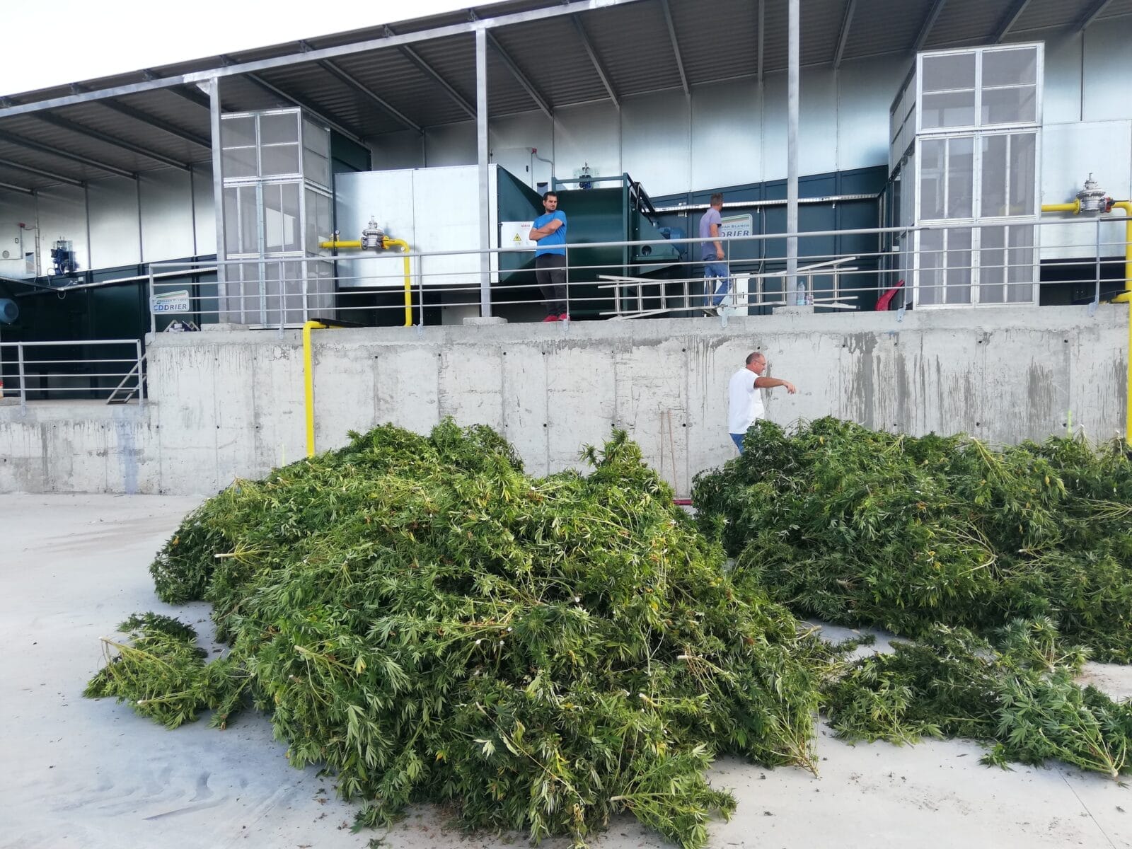 Сушилка для конопли