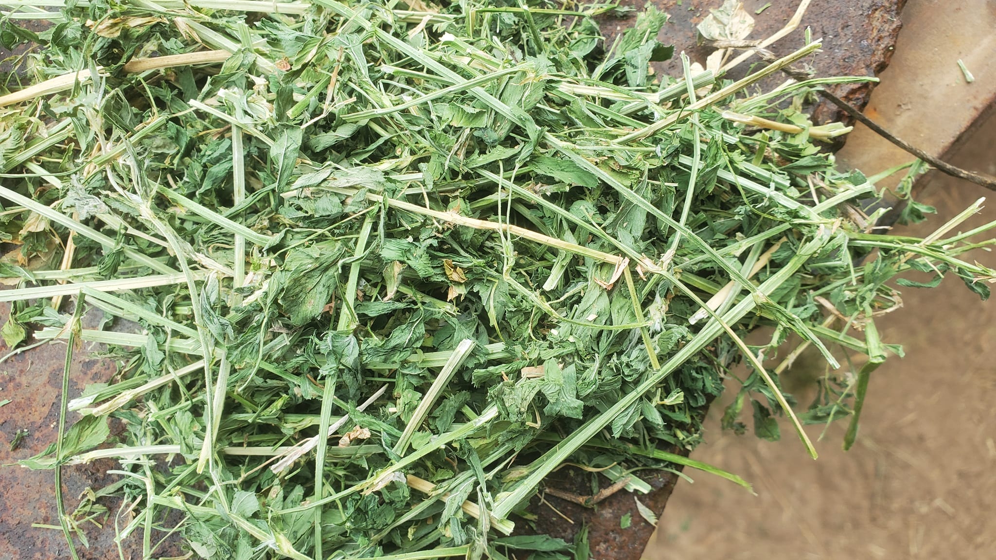 Высокое содержание сухого вещества в люцерне