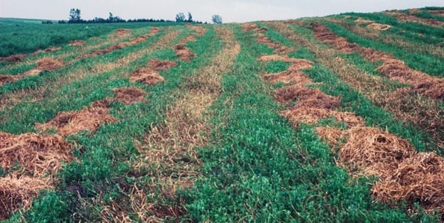 Сушка люцерны в поле зависит от дождей